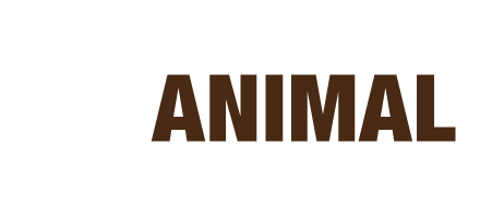 More than an animal experience